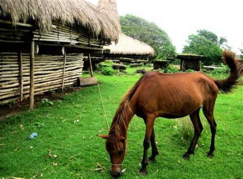 Rebanas mempunyai banyak koleksi gambar seperti gambar kuda sumbawa. Ayo ke pulau Sumba.. - Pulaunya Para Marapu