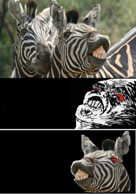 Zebra Meme 9gag