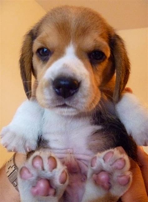 Cute Baby Beagle Animals