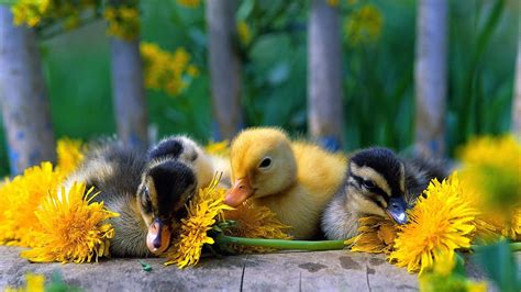 Duckling Wallpapers Top Free Duckling Backgrounds Wallpaperaccess