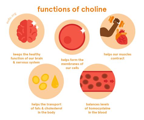 Choline Foods Functions How Much Do You Need And More Eufic