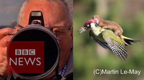 weasel on woodpecker how i snapped the photo bbc news youtube