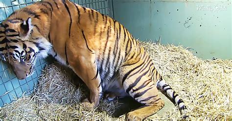 Tiger Lets Carer Comfort Her When She Gives Birth To Twins