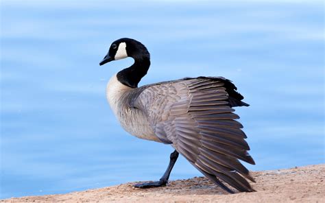 Canada Goose Audubon Field Guide