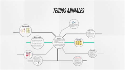Tejidos Animales By Braian Andrés