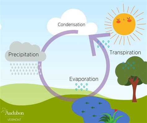 The Water Cycle Explained Understanding The Diagram
