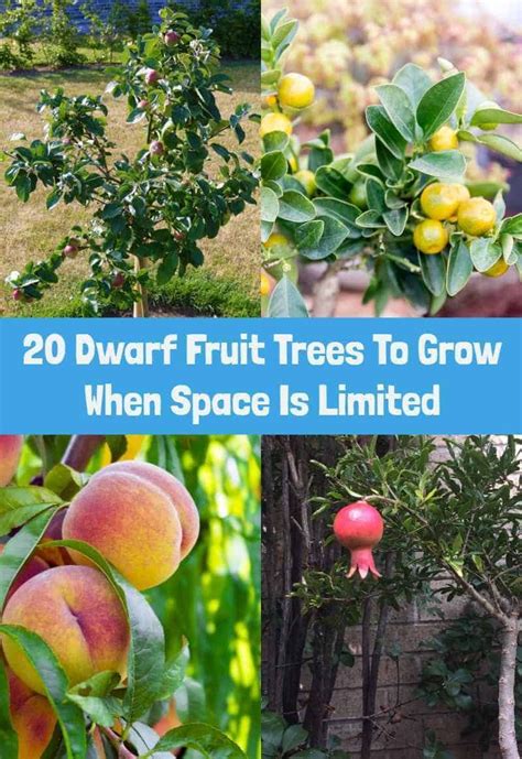 20 Dwarf Fruit Trees To Grow When Space Is Limited Fruit Garden