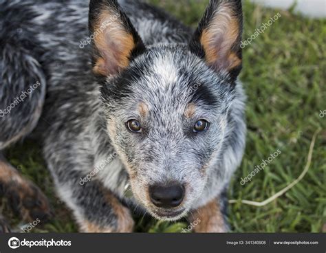 Australian Cattle Dog Blue Heeler Filhote Cachorro Livre