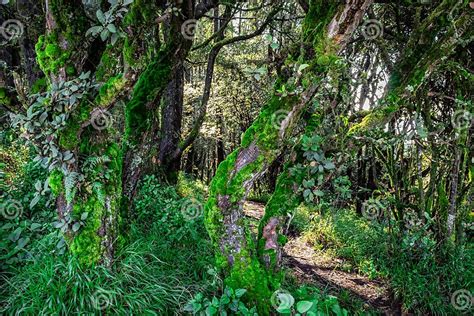 Algae On Tree Trunk At Lush Green Forest Stock Image Image Of Ooty