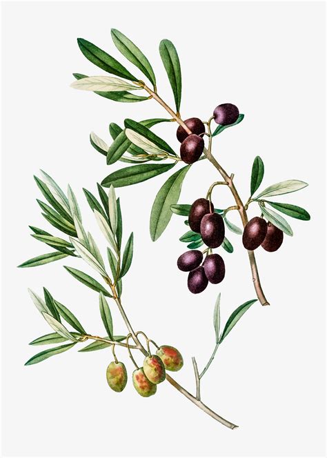 Olive Tree Clip Art