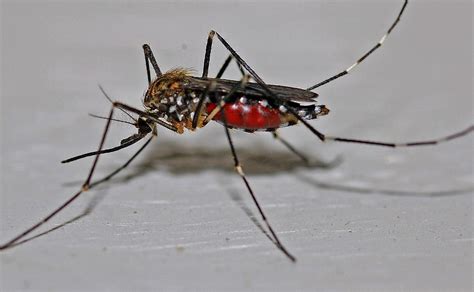 Detectan En Estados Unidos Un Virus Mortal Transmitido Por Mosquitos