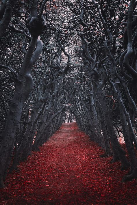 Walkway Trees Alley Nature Autumn Hd Phone Wallpaper Peakpx