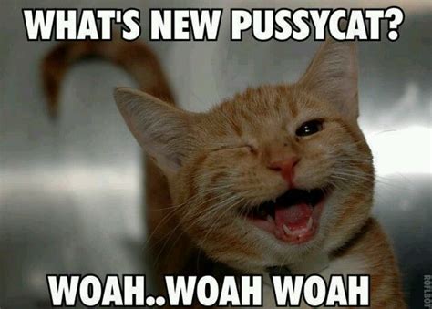 Whats New Pussycat Cute Animals Happy Animals Smiling Animals