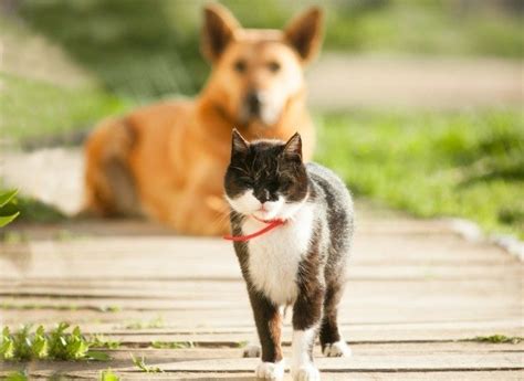 Reigning cats, not dogs — canids go extinct as felids nab prey