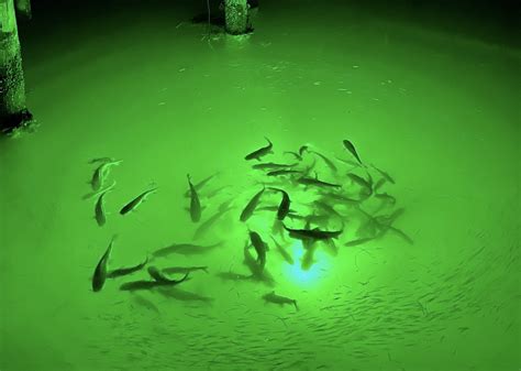 Why Do Underwater Lights Attract Fish Loomis Led Underwater Lights