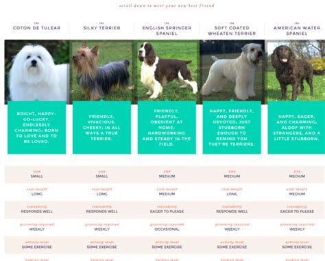 Akc Dog Breed Selector The Right Dog For You Clever Housewife