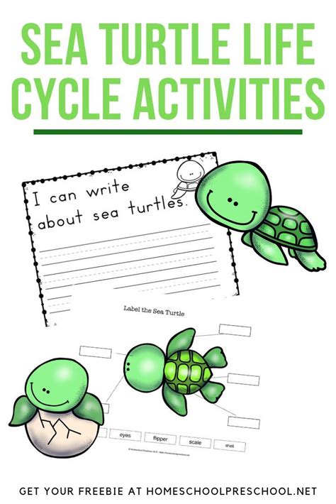 Life Cycle Of A Turtle Printable