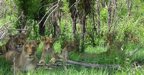 Cecil The Lions Cubs Pictured As They Struggle To Survive Without