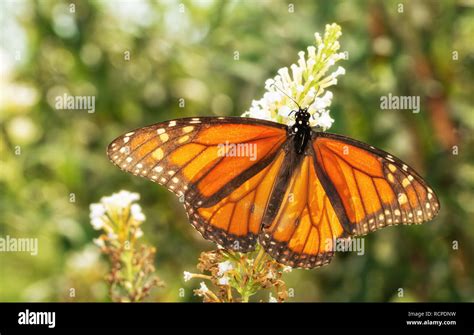 Monarch Butterfly Cluster High Resolution Stock Photography And Images