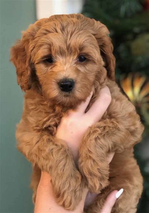 Maple hill doodles breeds only mini goldendoodle puppies for sale. Goldendoodles - Teacup Goldendoodle puppies - Precious ...
