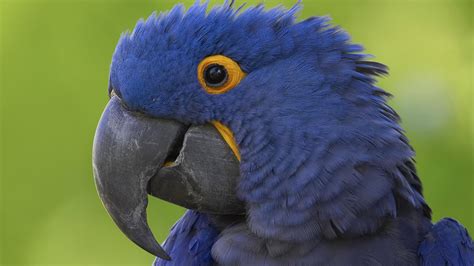 Hundreds of designs to choose from. Hyacinth Macaw HD Wallpaper | Background Image | 1920x1080 ...