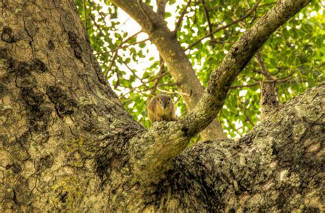Hdr Squirrel In A Tree By Godsgimp On Deviantart