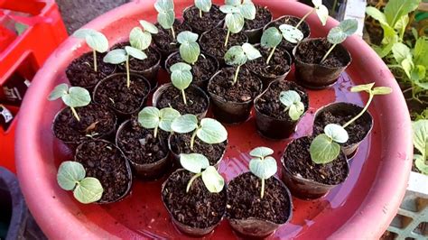 Seedlings Of Okra Garden Plant