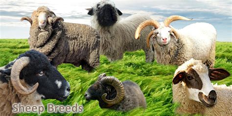 Different Types Of Sheep Breeds