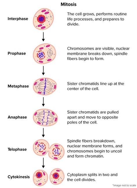 Mitosis Definition Stages Purpose With Diagram Artofit