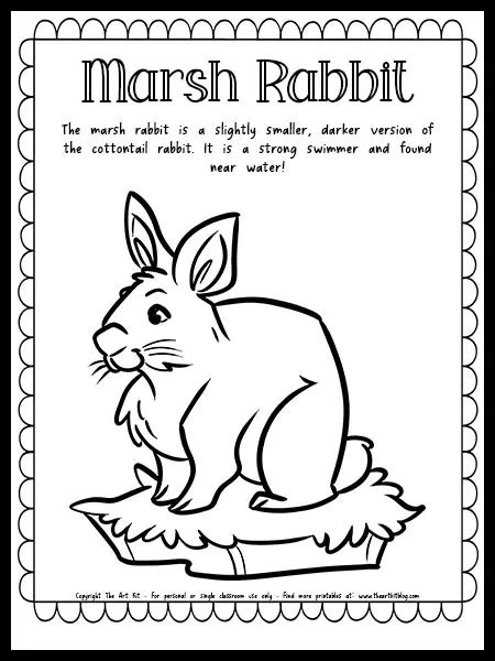 Marsh Rabbit Coloring Page With Fun Fact Free Printable Download