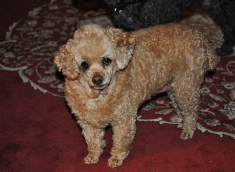 Poodles Available For Adoption Picket Fence Poodle Rescue