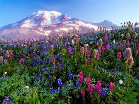 Wildflowers In The Meadow I Think This Is Mt Hood In Oregon