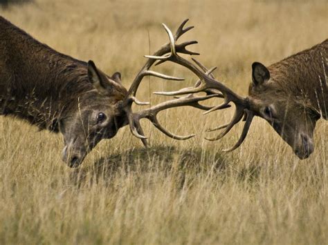 Two Male Red Deer Fight It Out During The Rut Season Smithsonian