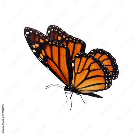 Beautiful Orange Monarch Butterfly Isolated On White Background Stock