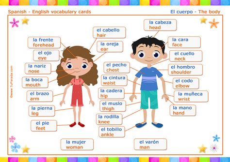 Vocabulario Cuerpo Body Vocabulario Español Inglés Tarjetas