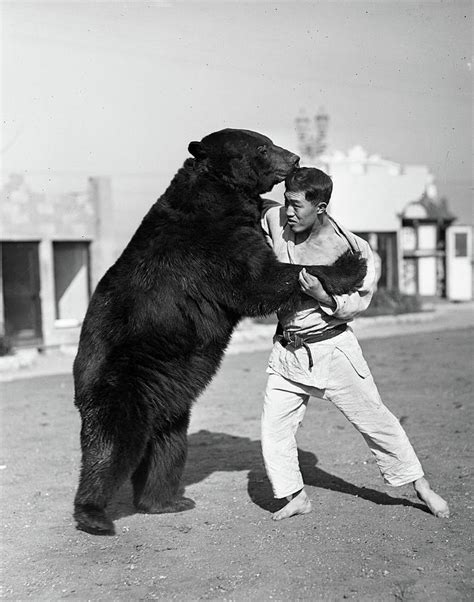 1930s Man Trainer Wrestling With Bear Photograph By Animal Images Pixels
