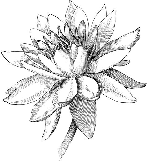 Pin By Maxie Jingles On Lewis Journal Flower Line Drawings Lotus