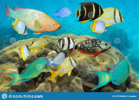 Various Colorful Tropical Fish Underwater In The Caribbean Sea Stock
