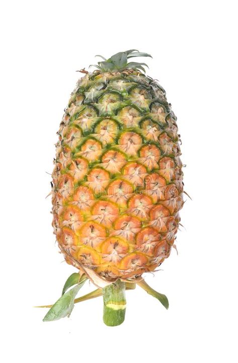 Whole Pineapple And Slice Pineapple Isolated On White Background Stock