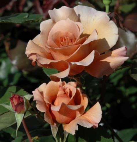 Unusual Dusky Roses Bbc Gardeners World Magazine