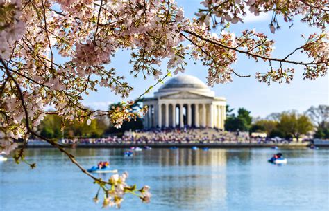 The Top 10 Places To See Cherry Blossoms In The Us Lonely Planet