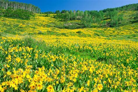 Yellow Wildflowers Crested Butte Picture Yellow Wildflowers