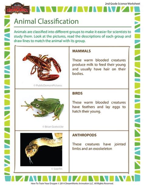 Animal Classification Worksheet 2nd Grade Animal Science School Of