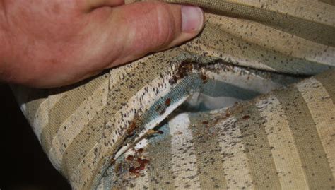 Attorney to Sue Used Furniture Store for Bed Bug Infestation