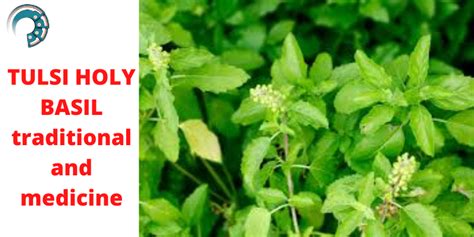 Tulsi Holy Basil Traditional And Medicine