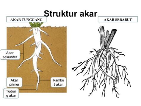 Fungsi dari akar pohon yakni: Jenis jenis Akar Tumbuhan dan Fungsinya - DosenBiologi.com