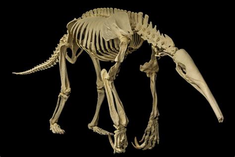 Giant Anteater Skeleton
