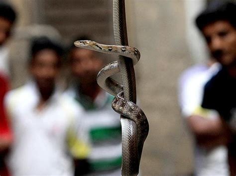 Before Dying Jharkhand Man Chews And Kills Snake That Bit Him India