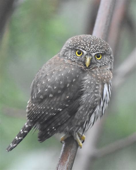 Northern Pygmy Owl Oregon Birding Association