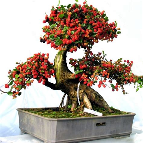 Make An Effortless But Useful Decoration With These 15 Bonsai Fruit